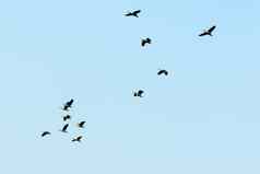 群迁移鹅飞行不完美的形成鸟飞行形成蓝色的天空背景抢购鸟圣所nellore安得拉邦邦印度