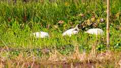 白鹭Egrettagarzetta小雪白色鹭纤细的黑暗比尔带黑色的腿长纤细的头物种鹭家庭鹭科常见的湿地湖泊河流河口
