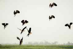 遵循领袖群印度贪婪的人鸟运动飞行湖海鸟飞行自然鸟迁移自由概念vedantangal鸟圣所泰米尔Nadu印度