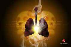 人类肺