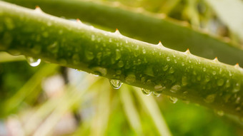 有尖刺的龙舌兰组合成的植物龙舌兰龙舌兰酒水叶子降雨撒上小雨雾淋浴雨滴树叶子雨滴降水雨水湿天气背景