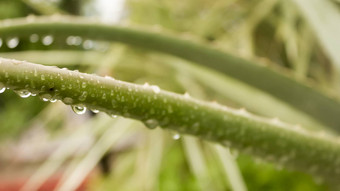 有尖刺的龙舌兰组合成的植物龙舌兰龙舌兰酒水叶子降雨撒上小雨雾淋浴<strong>雨滴</strong>树叶子<strong>雨滴</strong>降水雨水湿天气背景