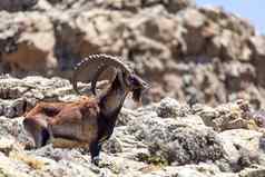 罕见的生活的羱羊西米恩山埃塞俄比亚