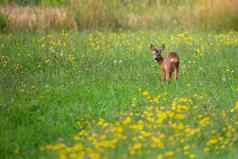 行鹿婴儿吃草草地捷克野生动物