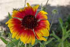天人菊属植物aristata毯子花红色的黄色的花瓣盛开的花园区德鲁伊巴