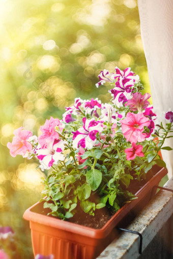 佩妮花红色的粉红色的紫色的白色花花能<strong>阳台</strong>阳光