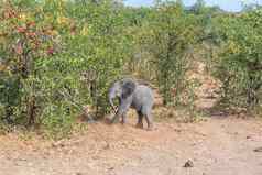 非洲大象小腿莫帕尼布什背景