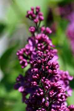 特写镜头紫色的开花淡紫色紫丁香纳豪夫纳姆从一个紫丁香布伦登接骨木树紫丁香