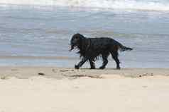 黑色的狗玩冲浪一个黑色狗玩的梅雷斯布兰登