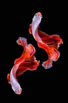 粉红色的红色的搏鱼鱼暹罗战斗鱼黑色的背气