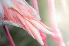 粉红色的白色火烈鸟的羽毛