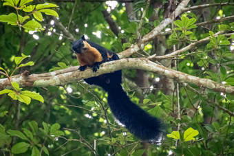 棕色（的）黑色的松鼠热带哺乳动物马来西亚雨森林