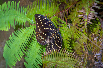 蝴蝶黄色的虚线棕色（的）翅膀热带雨森林马来西亚