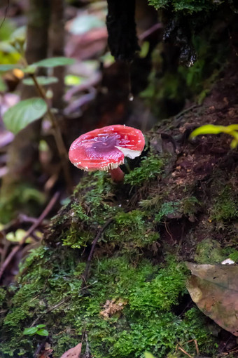 飞木耳安妮塔有毒的蘑菇雨森林
