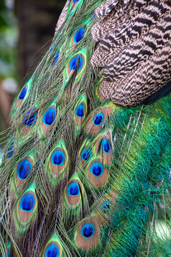 孔雀孔雀羽毛尾巴闪亮的蓝色的绿色