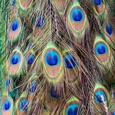 孔雀孔雀尾巴羽毛眼睛模式蓝色的黄金绿色