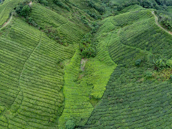 茶种植园空中照片显示行山茶花中国覆盖山山坡上