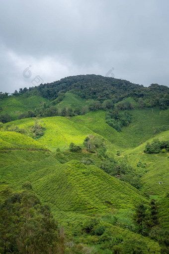 茶种植园覆盖多雨的卡梅隆高地马来西亚