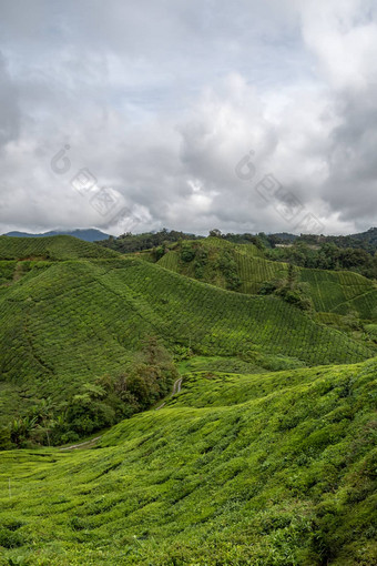 茶种植园大农场覆盖山卡梅隆高地马来西亚