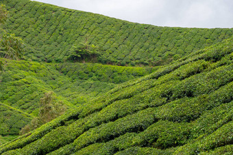 <strong>茶</strong>植物山<strong>茶</strong>花中国日益增长的<strong>卡</strong>梅隆高地马来西亚