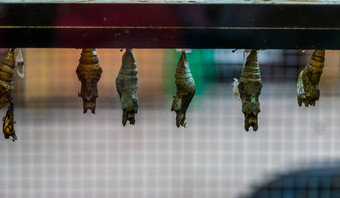 特写镜头多样化的蝴蝶茧昆虫栽培繁殖保持昆虫热带昆虫specie