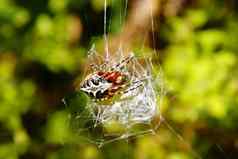照片蜘蛛坐着网络