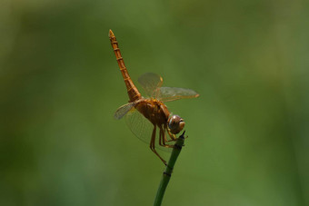 广泛的朱红色蜻蜓栖息尾巴crocothemiserythraea