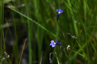 <strong>蝴蝶</strong>半边莲<strong>花草</strong>原单视decipiens