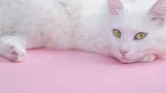 精致的柔和的粉红色的背景的地方文本毛茸茸的白色猫前