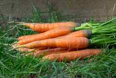 群新鲜的胡萝卜上衣草花园床上