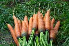 群新鲜的胡萝卜上衣草花园床上