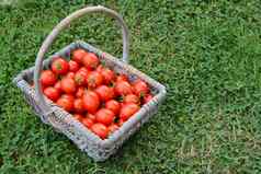篮子完整的樱桃西红柿蔬菜花园