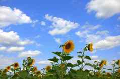 成熟的向日葵花蓝色的多云的天空景观