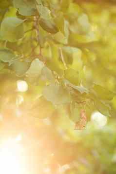 太阳梁绿色叶子新鲜的树树叶框架自然夏天背景