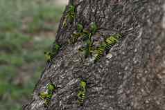 绿色马利筋蝗虫群扩展树植物麻风病人