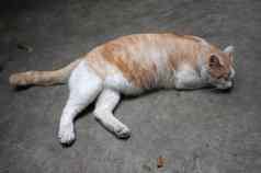 可爱的黄色的泰国猫懒惰的猫