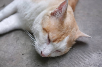 可爱的黄色的泰国猫懒惰的猫