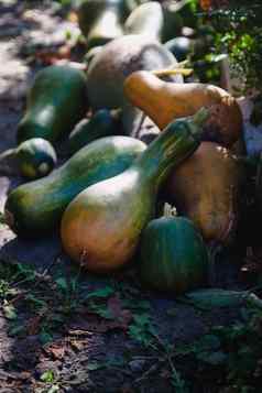 绿色橙色南瓜形状瓶谎言堆花园黑暗语气感恩节概念
