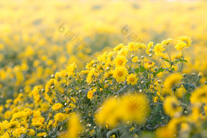 黄色的菊花花菊花花园模糊