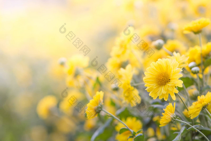 黄色的菊花花菊花花园模糊