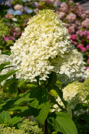 绣球花绣球花圆锥花