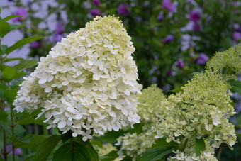 绣球花绣球花圆锥花