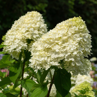 绣球花绣球花圆锥花