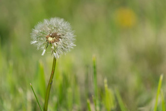 常见<strong>的蒲公英蒲公英</strong>