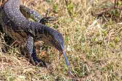 监控蜥蜴乔贝博茨瓦纳非洲野生动物