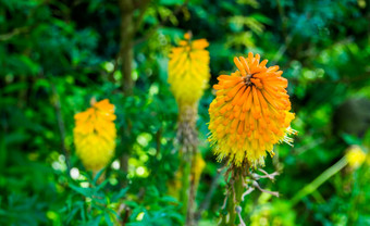 火炬莉莉宏特写镜头美丽的色彩斑斓的热带花非洲受欢迎的观赏花园植物