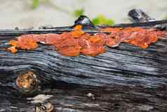 橙色野生蘑菇日益增长的树树干泰国海滩
