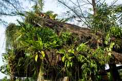 植物覆盖茅草屋顶小屋泰国