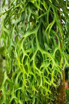 鹿角蕨类植物森林绿色叶模式