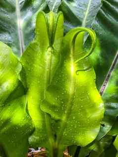 雨滴水滴绿色年轻的叶鸟的巢前往